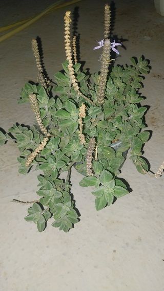 Planta Boldo rastrero