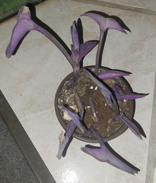 Planta Tradescantia Pallida