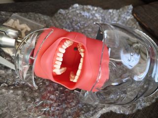 Cabeza Simulación Dental Nuevo