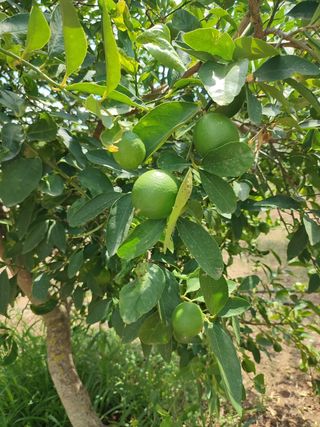 Lime - 3 kg  produzione propria Sicilia 