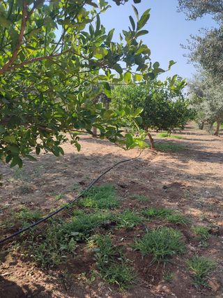 Lime - 3 kg  produzione propria Sicilia 