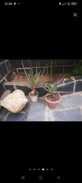 Plantas variadas 