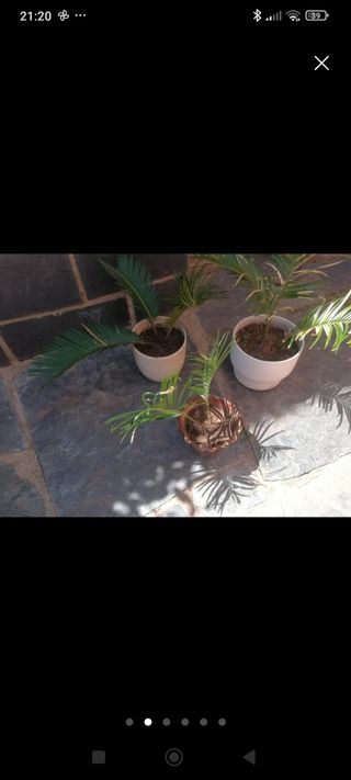 Plantas variadas 