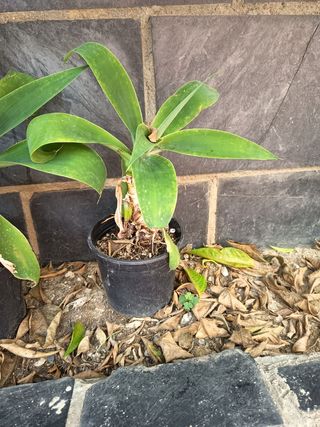 Plantas variadas 
