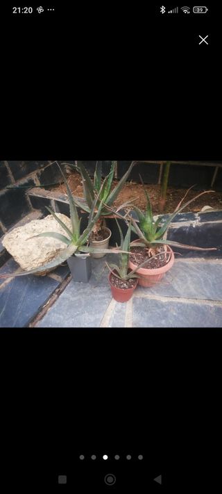 Plantas variadas 