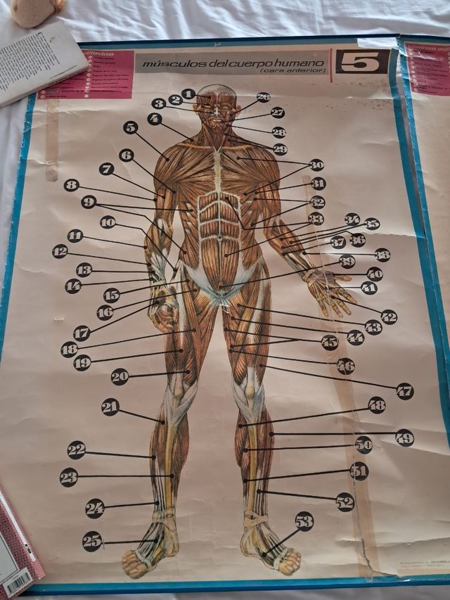 Póster vintage músculos del cuerpo humano