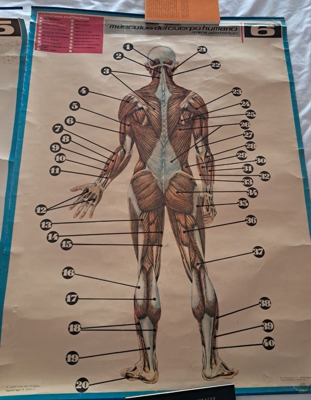 Póster vintage músculos del cuerpo humano