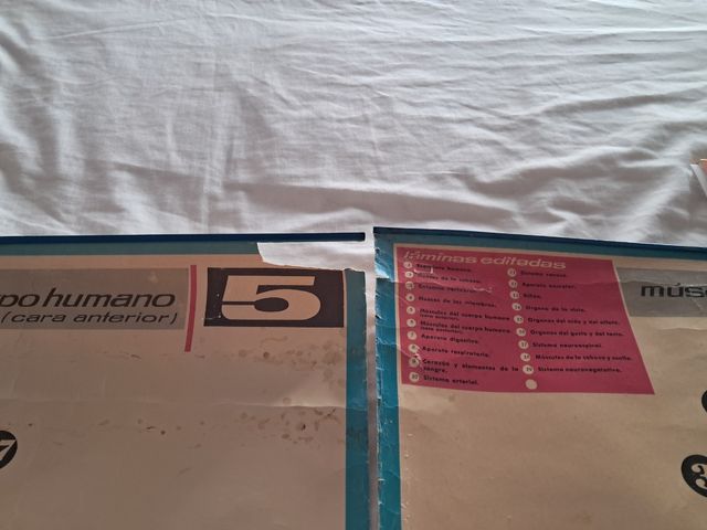 Póster vintage músculos del cuerpo humano