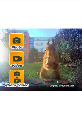 Comedouro para pássaros com câmera e painel solar