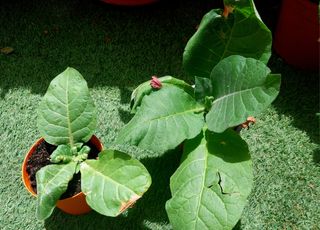 Planta de Tabaco