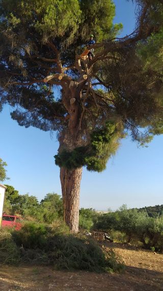 Poda y tala de árboles