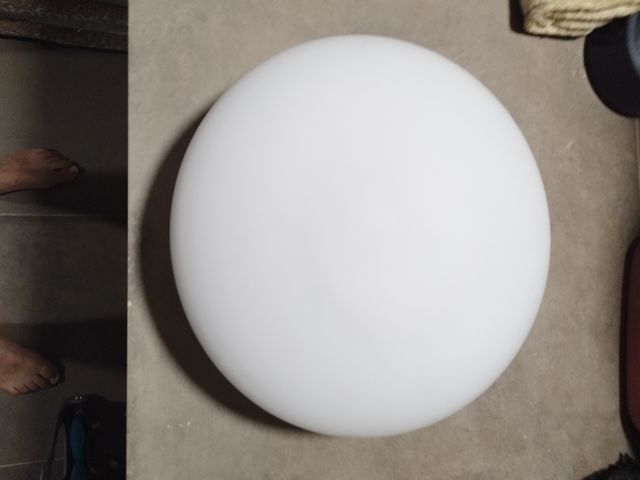 Se regalan 9 tulipas blancas redondas. 