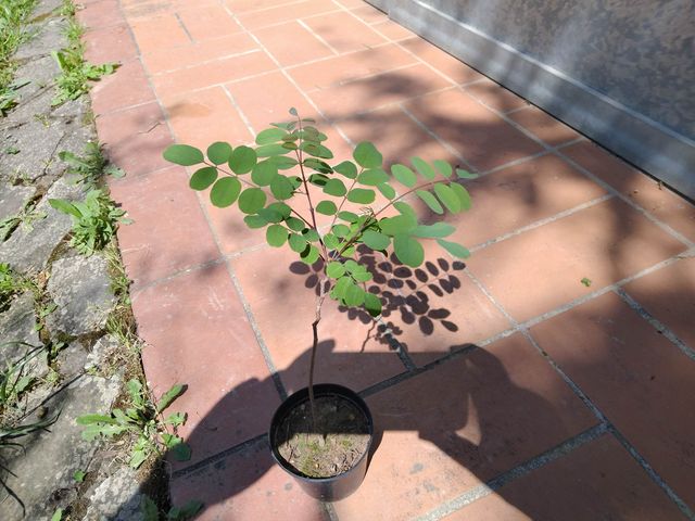 Pianta Acacia Robinia - 20-25cm