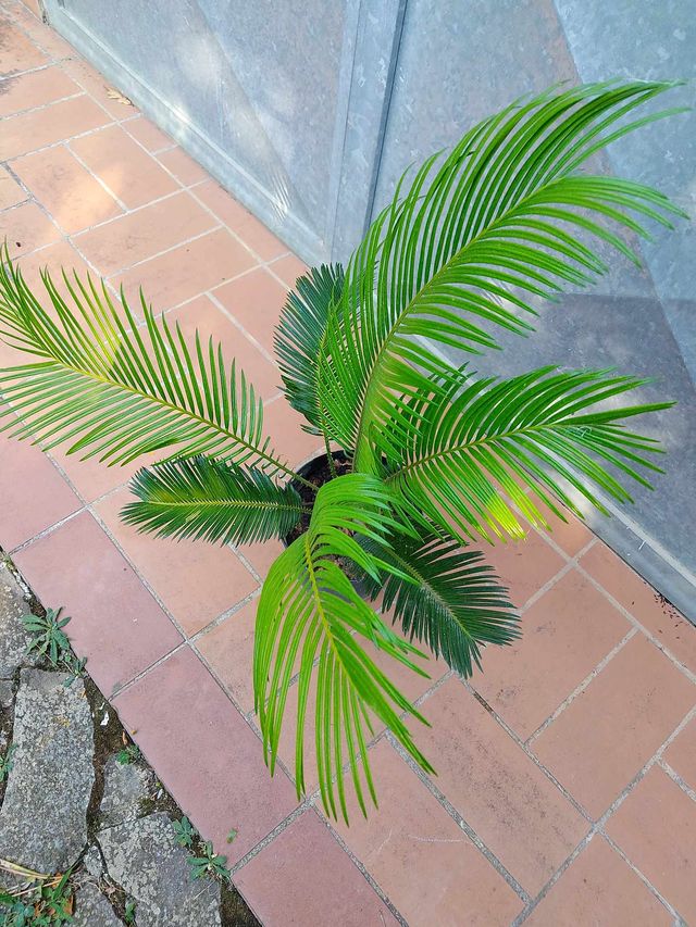 Cycas Revoluta - 40cm