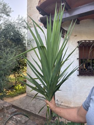 Esqueje Planta Yuca
