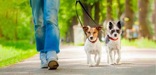 Paseo perros