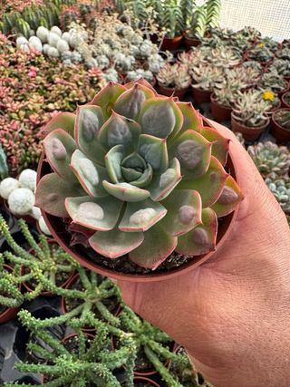 suculenta en maceta de 8,5cm