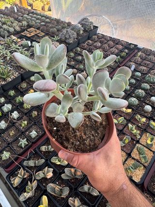 suculenta en maceta de 13cm