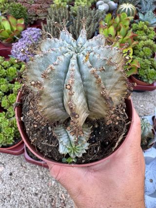 suculenta en maceta de 13cm