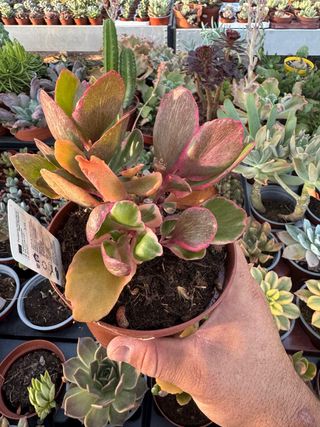suculenta en maceta de 13cm
