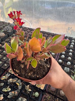 suculenta en maceta de 13cm