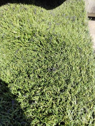 Cesped Artificial Verde