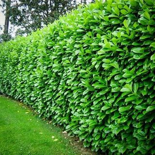 Jardinero profesional