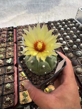 suculenta en maceta de 8,5cm