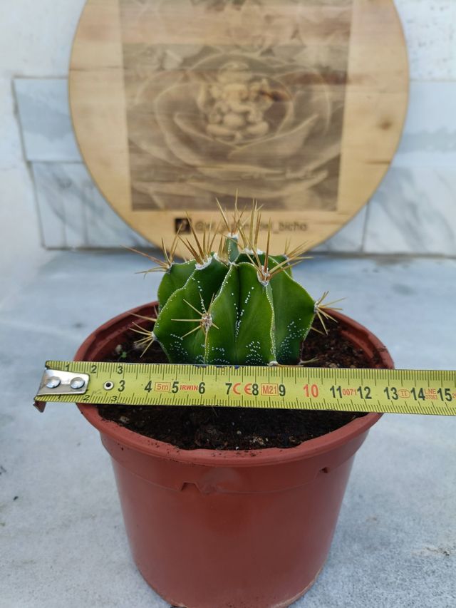 Astrophytum ornatum