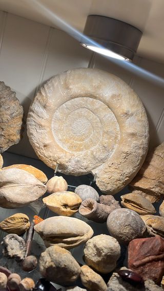 Amonites de grandes dimensiones | Fósiles