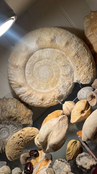 Amonites de grandes dimensiones | Fósiles