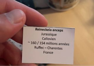 Amonites de grandes dimensiones | Fósiles
