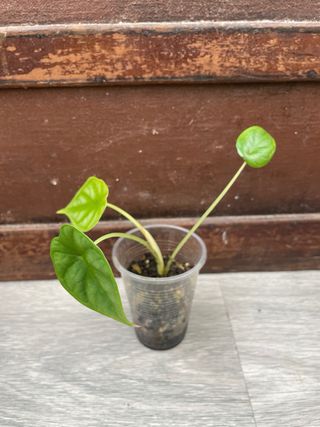 Alocasia Dragon Scale