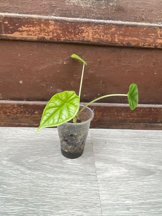 Alocasia Dragon Scale