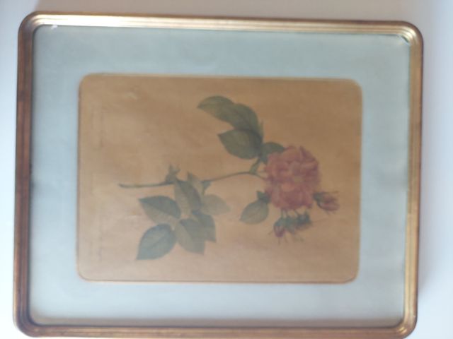 Cuadro botánico vintage rosa marco dorado