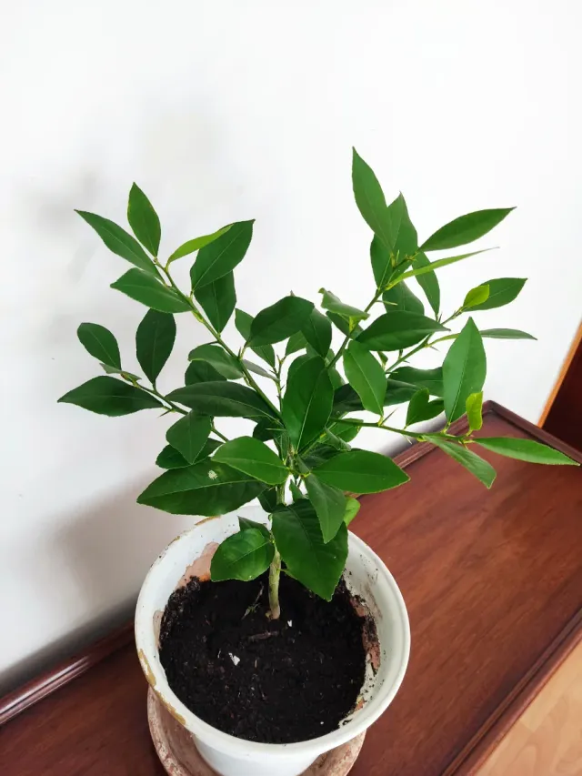 Limonero Eureka (4 estaciones)