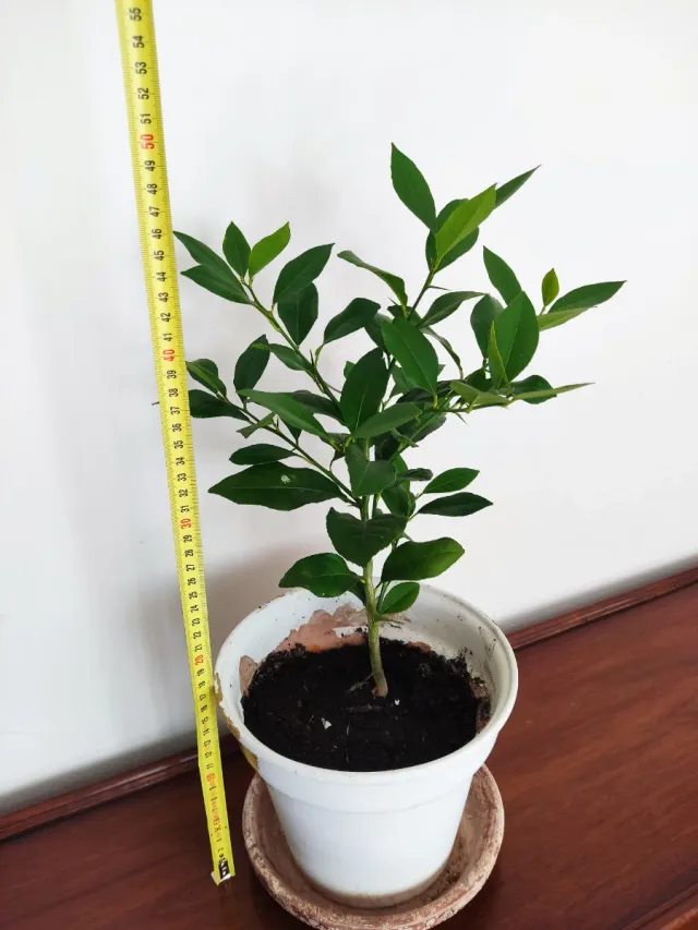 Limonero Eureka (4 estaciones)