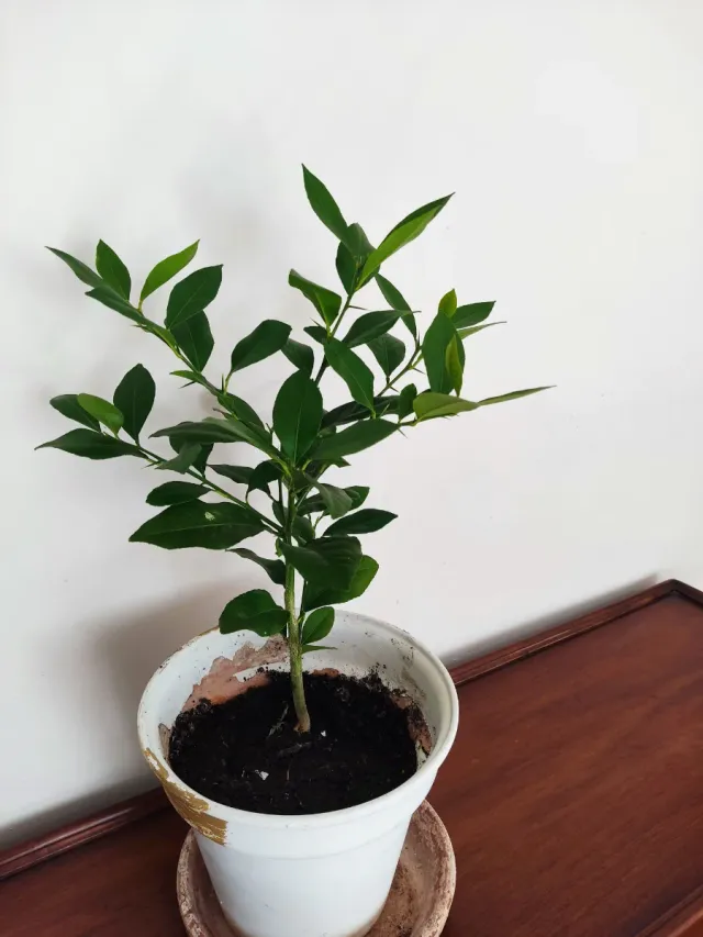 Limonero Eureka (4 estaciones)