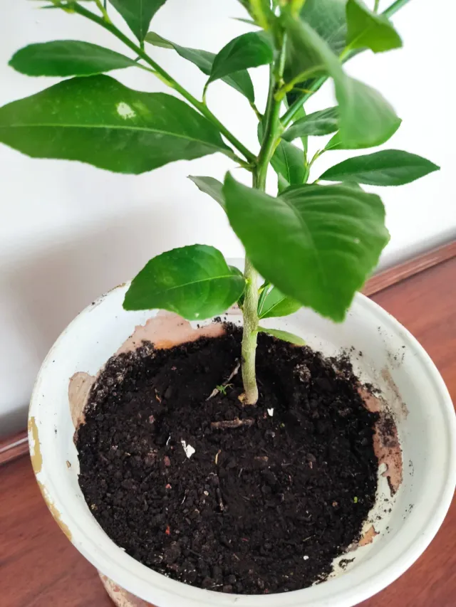 Limonero Eureka (4 estaciones)