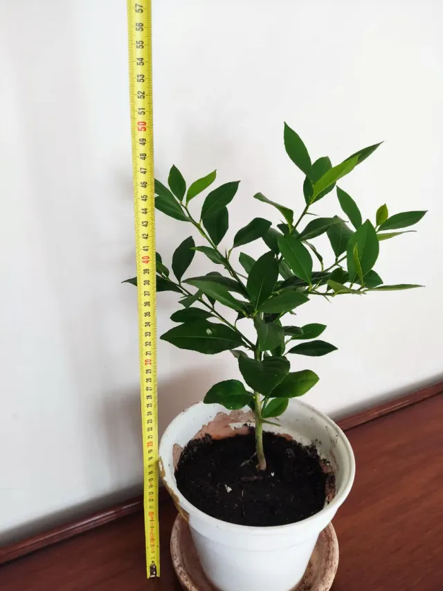 Limonero Eureka (4 estaciones)