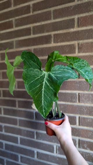 Syngonium podophyllum punta de flecha 