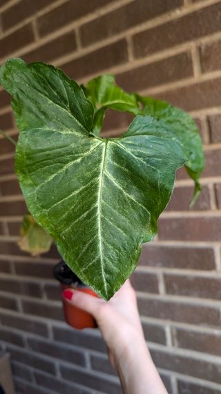 Syngonium podophyllum punta de flecha 