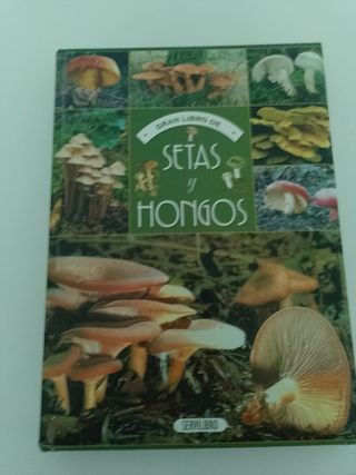 SETAS Y HONGOS