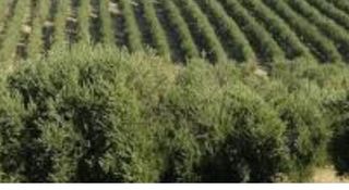 Finca Olivar - Terreno regadio