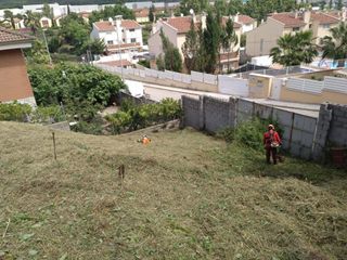 Segar parcelas  podar pinos arboles preguntar 