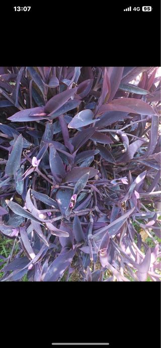 Pianta Tradescantia viola miseria