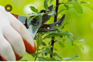 Mantenimiento de jardines, limpieza,poda,