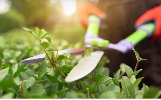 Mantenimiento de jardines, limpieza,poda,