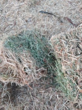 Alfalfa: Paca pequeña
