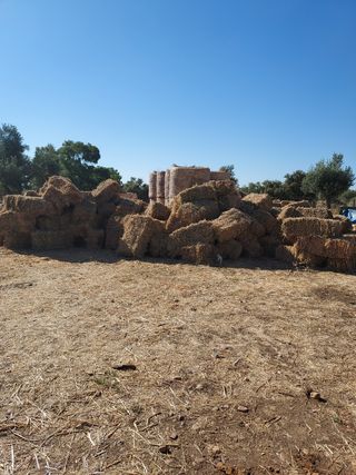 Alfalfa: Paca pequeña